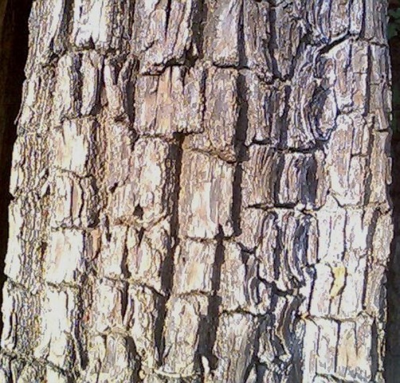 Arjun
