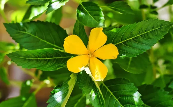 damiana-plant-1296-728-header damiana-plant-1296-728-header